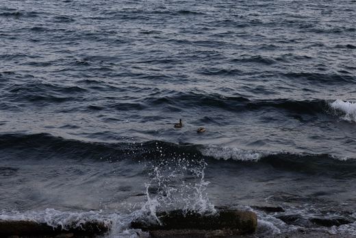 Waterbank landscape detail